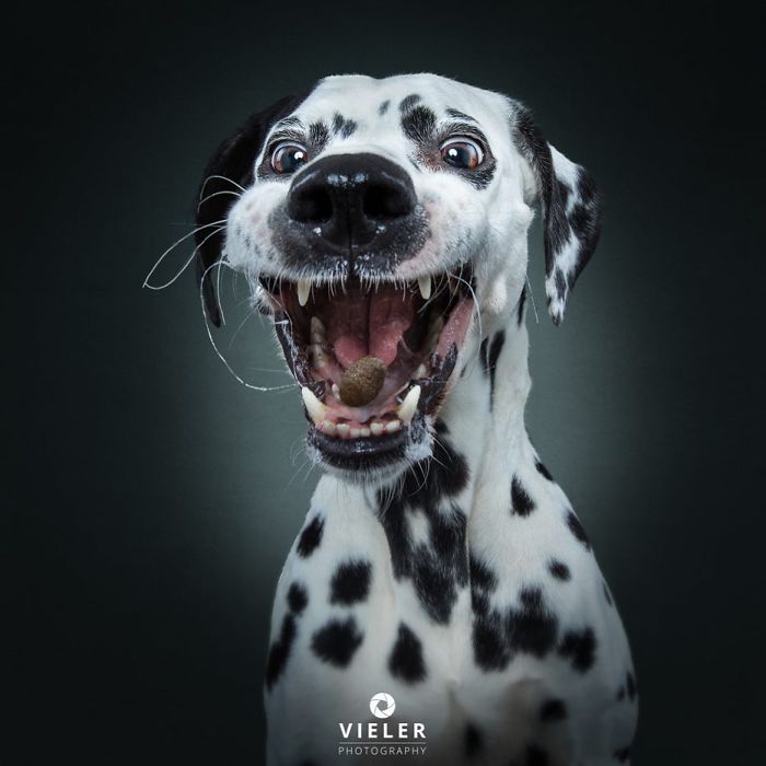 A kutyák jutalomfalatért folytatott izgalmas versenye 420 Mielőtt a jutalomfalat célba ér