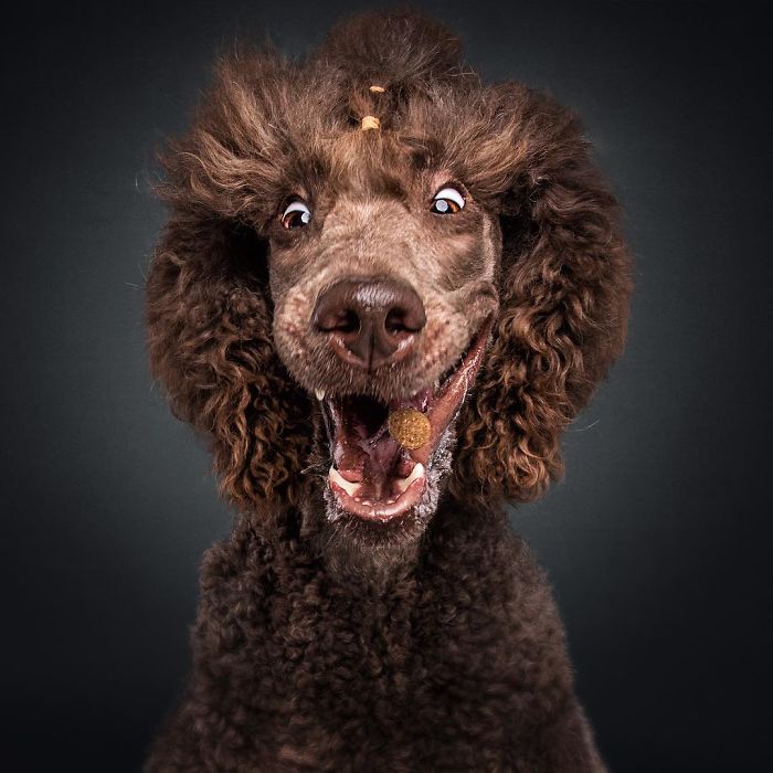 A kutyák jutalomfalatért folytatott izgalmas versenye 415 Mielőtt a jutalomfalat célba ér