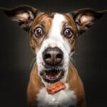 A kutyák jutalomfalatért folytatott izgalmas versenye