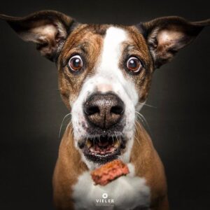 a-kutyak-jutalomfalatert-folytatott-izgalmas-versenye-80760e0a