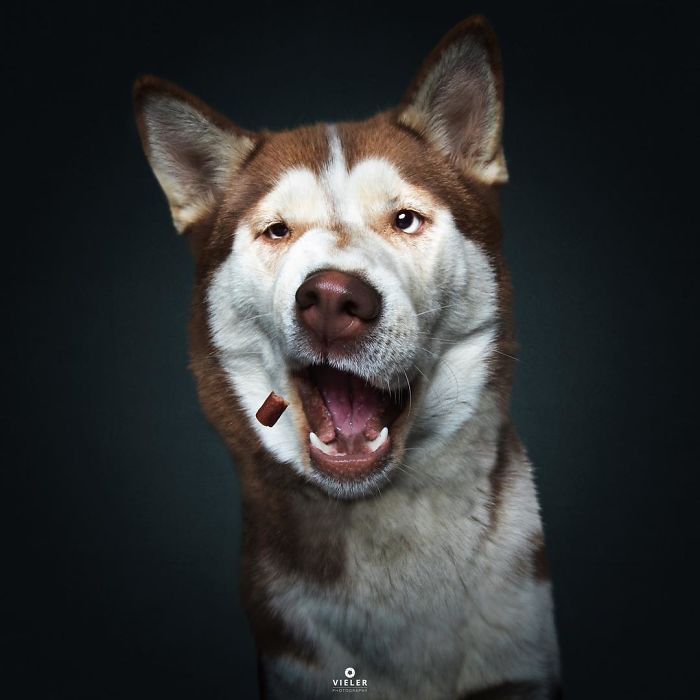 A kutyák jutalomfalatért folytatott izgalmas versenye 412 Mielőtt a jutalomfalat célba ér