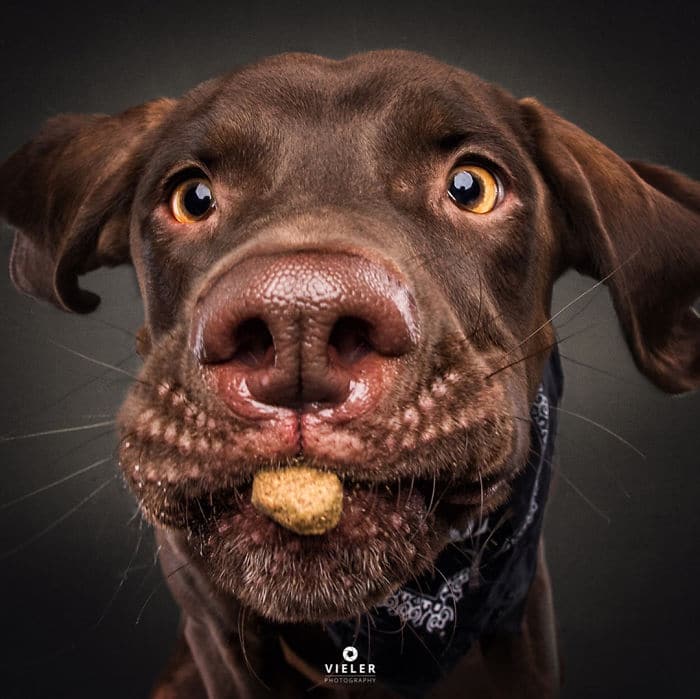 A kutyák jutalomfalatért folytatott izgalmas versenye 416 Mielőtt a jutalomfalat célba ér