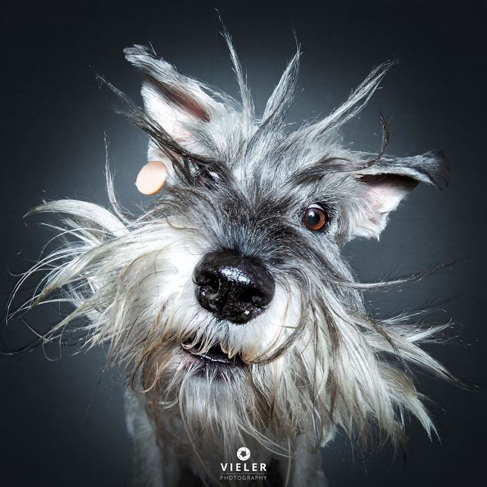 A kutyák jutalomfalatért folytatott izgalmas versenye 417 Mielőtt a jutalomfalat célba ér