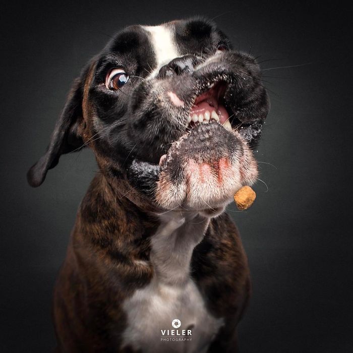 A kutyák jutalomfalatért folytatott izgalmas versenye 418 Mielőtt a jutalomfalat célba ér