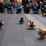 Ezek a képek bizonyítják: a tacskók a cukiság nagykövetei