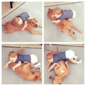 a-pitbull-mint-csaladtag-01