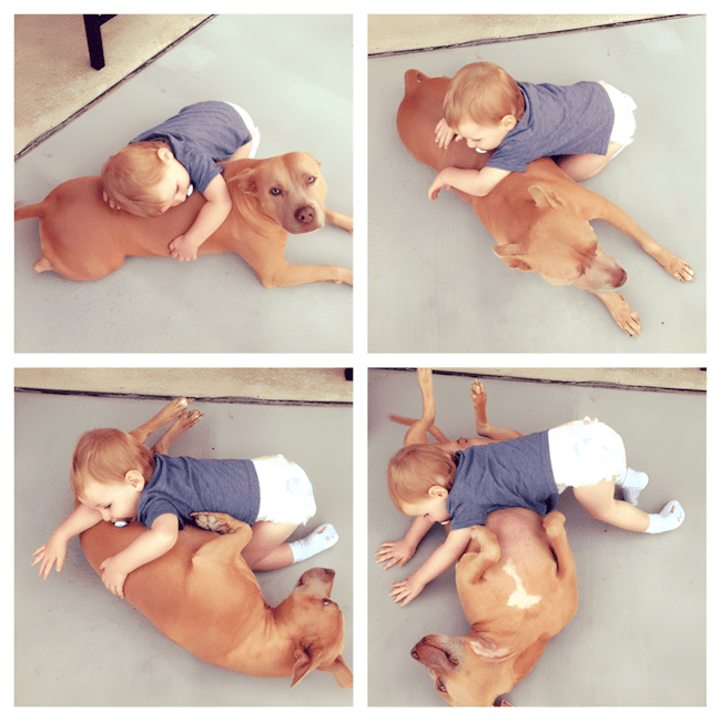 a-pitbull-mint-csaladtag-01