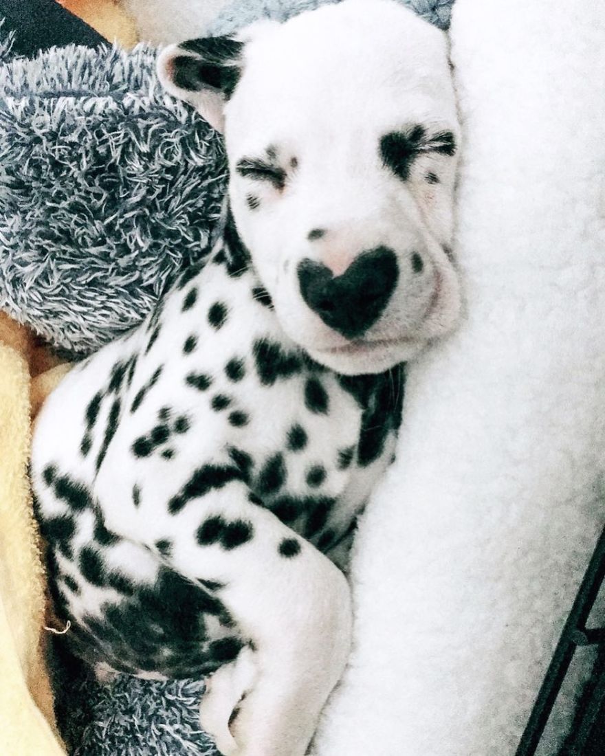 a-sziv-alaku-nozi-varazsa-wiley-a-kis-dalmata-tortenete-5ab8968b