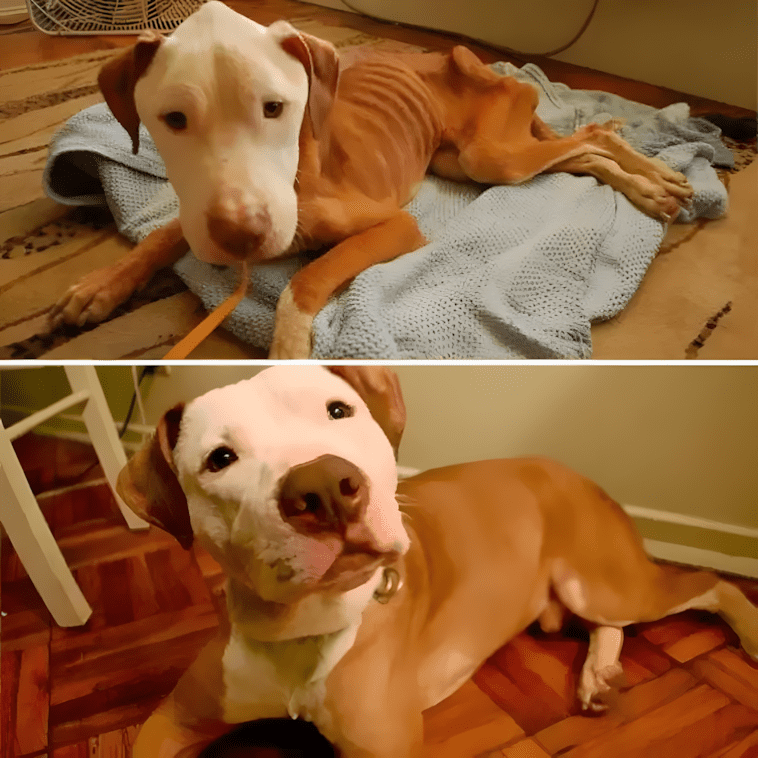 20 fotó, ami bizonyítja, hogy minden kutyának jár egy család 1428 adopt19