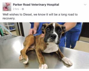 allatkinzasert-12-ev-bortont-kapott-a-texasi-ferfi-3c9984a7