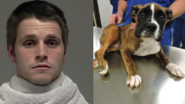 nem toler&aacute;ljuk az &aacute;llatk&iacute;nz&oacute;kat