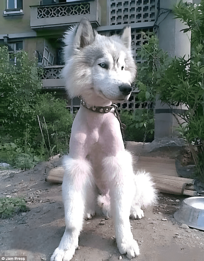 😂 14 kutya, akinek a kozmetikai átalakulása valami egészen… fura lett 881 allatkozmetika olyan rosszul sikerult1.jpg