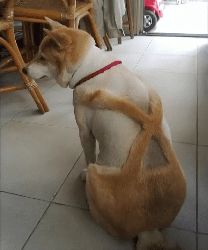 😂 14 kutya, akinek a kozmetikai átalakulása valami egészen… fura lett 890 allatkozmetika olyan rosszul sikerult10.jpg