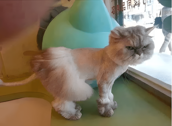 😂 14 kutya, akinek a kozmetikai átalakulása valami egészen… fura lett 891 allatkozmetika olyan rosszul sikerult11.jpg