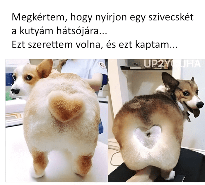 😂 14 kutya, akinek a kozmetikai átalakulása valami egészen… fura lett 892 allatkozmetika olyan rosszul sikerult12.jpg