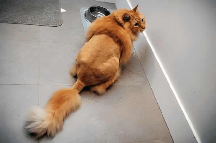 😂 14 kutya, akinek a kozmetikai átalakulása valami egészen… fura lett 882 allatkozmetika olyan rosszul sikerult2.jpg