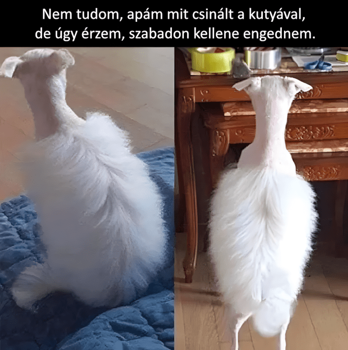 😂 14 kutya, akinek a kozmetikai átalakulása valami egészen… fura lett 885 allatkozmetika olyan rosszul sikerult5.jpg