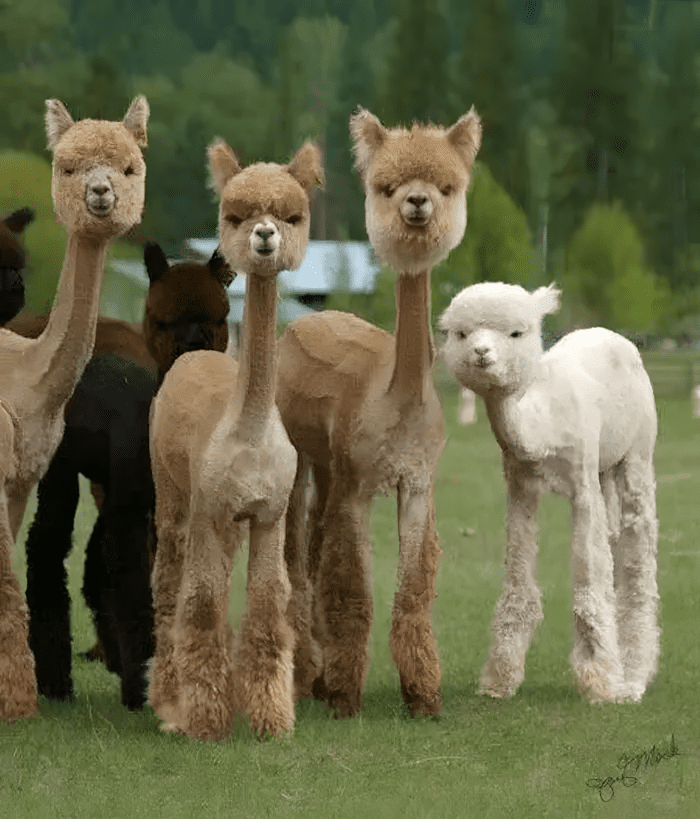 😂 14 kutya, akinek a kozmetikai átalakulása valami egészen… fura lett 886 allatkozmetika olyan rosszul sikerult6.jpg