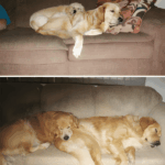 Együtt nőttek fel – és azóta is elválaszthatatlanok