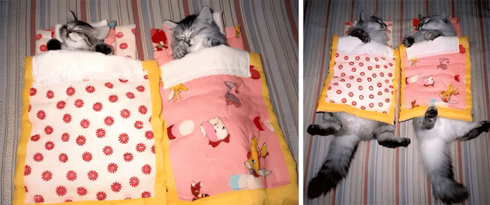 allatok egyutt nottek fel10.jpg