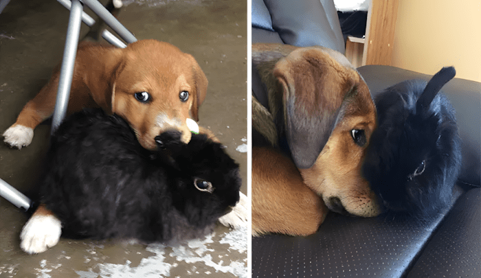 allatok egyutt nottek fel11.jpg