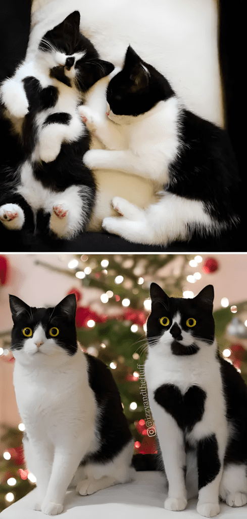 allatok egyutt nottek fel14.jpg