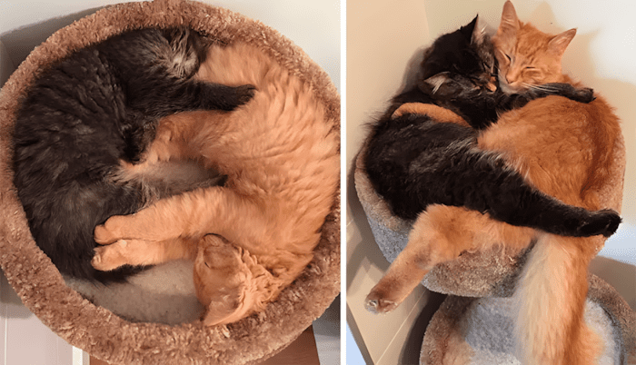 allatok egyutt nottek fel16.jpg