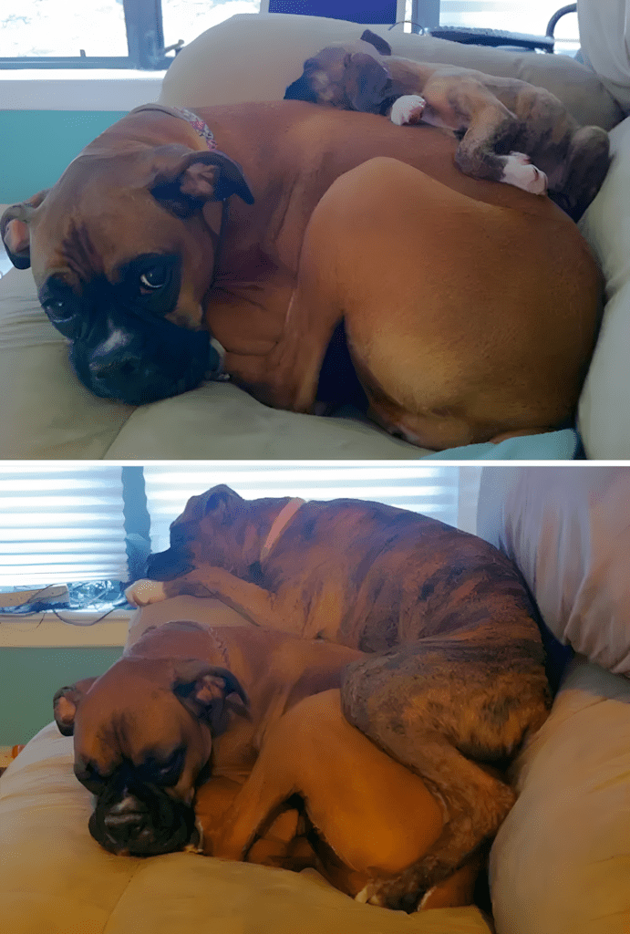 allatok egyutt nottek fel17.jpg