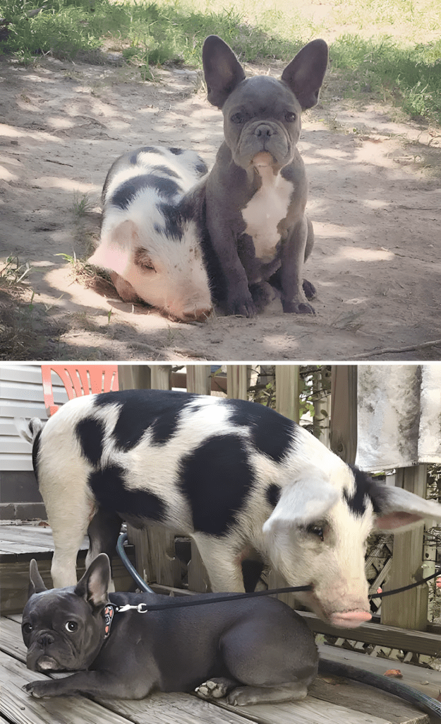 allatok egyutt nottek fel2.jpg