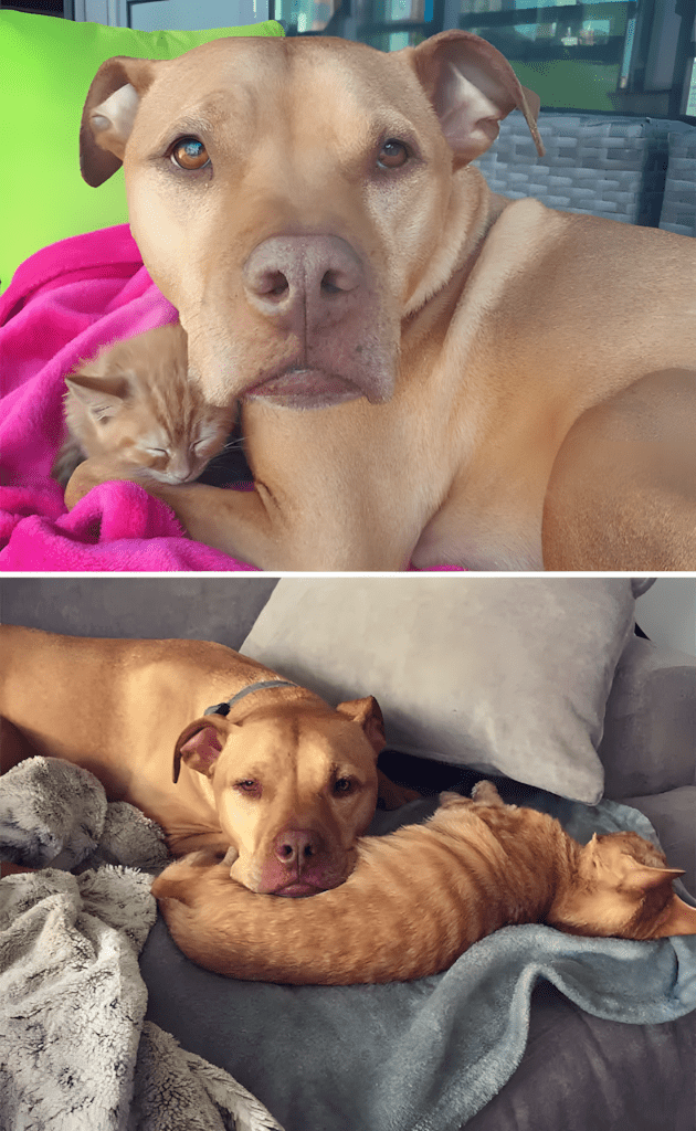 allatok egyutt nottek fel4.jpg