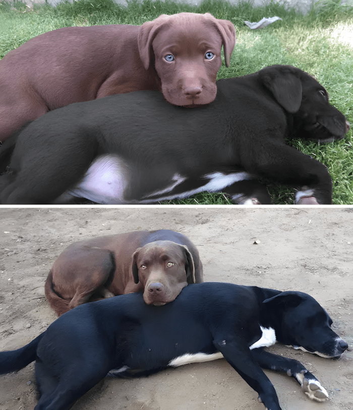 allatok egyutt nottek fel6.jpg