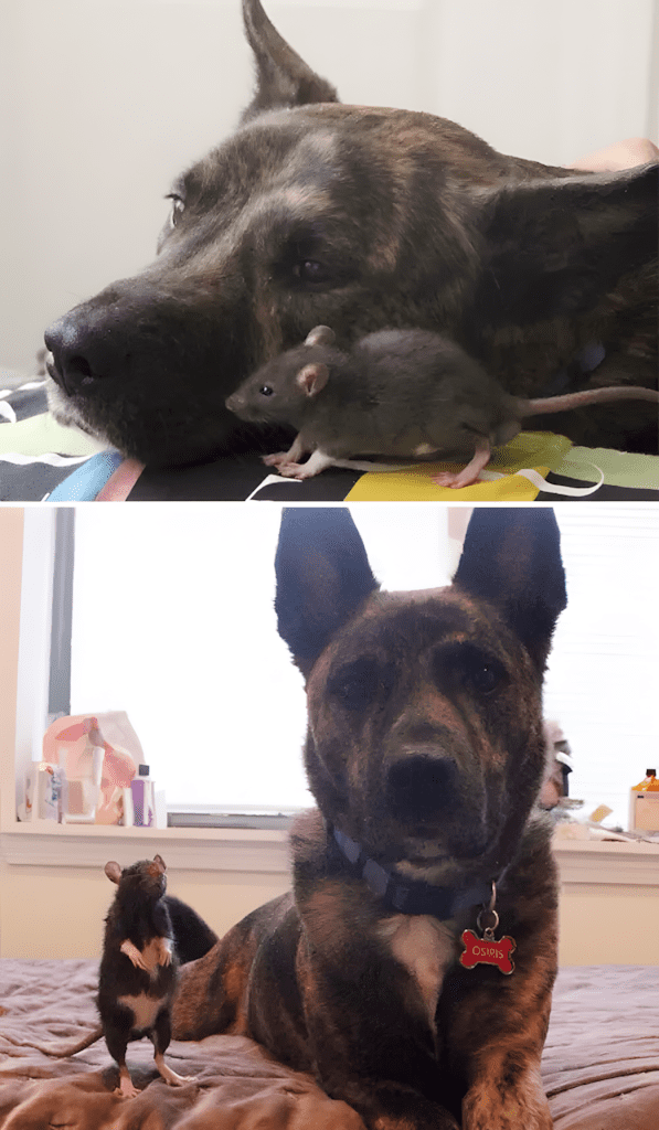 allatok egyutt nottek fel9.jpg