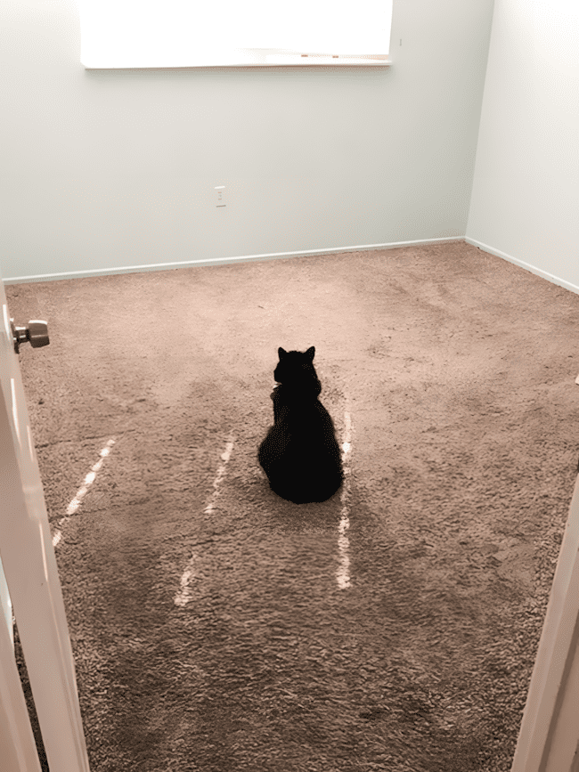 az allatok husege es szeretete nem ismer hatarokat16.jpg