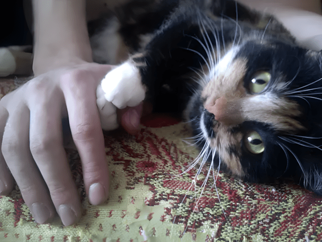 az allatok husege es szeretete nem ismer hatarokat5.jpg