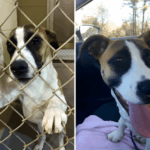 Szomorú szemekből boldog mosoly – 18 kutyus története