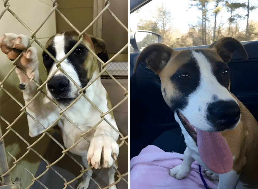 Szomorú szemekből boldog mosoly – 18 kutyus története 1613 az orokbefogadas mindent megvaltoztat1.jpg