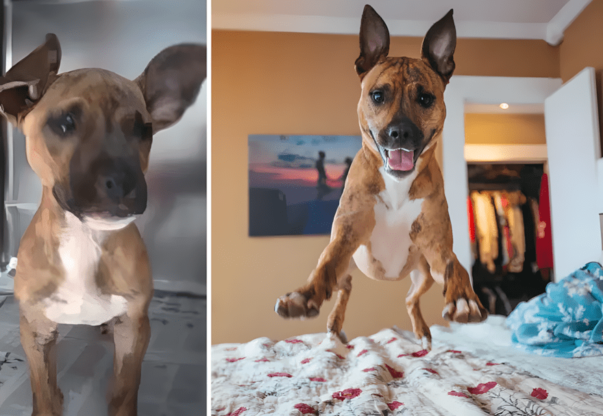 Szomorú szemekből boldog mosoly – 18 kutyus története 1623 az orokbefogadas mindent megvaltoztat11.jpg