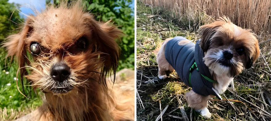 Szomorú szemekből boldog mosoly – 18 kutyus története 1626 az orokbefogadas mindent megvaltoztat14.jpg