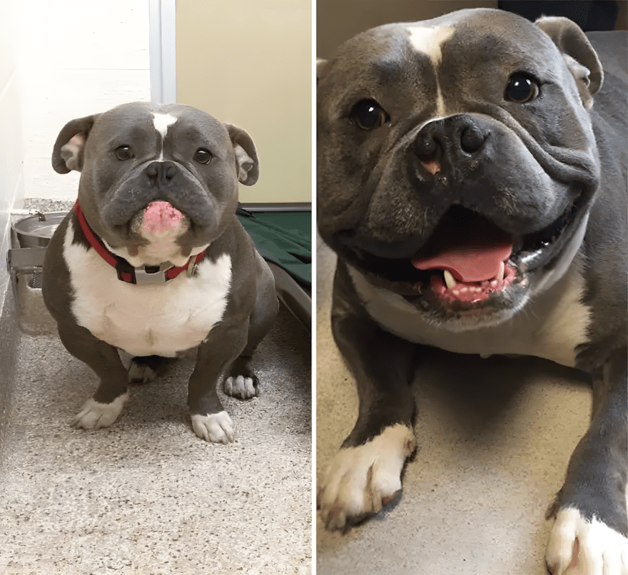 Szomorú szemekből boldog mosoly – 18 kutyus története 1627 az orokbefogadas mindent megvaltoztat15.jpg