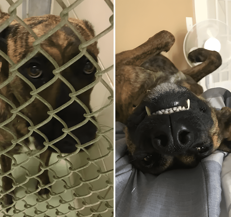 Szomorú szemekből boldog mosoly – 18 kutyus története 1619 az orokbefogadas mindent megvaltoztat7.jpg