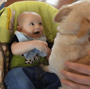 babies_meeting_dogs_01