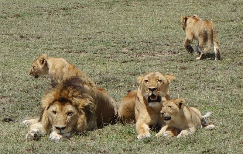csal&aacute;di fot&oacute;k az &aacute;llatvil&aacute;gb&oacute;l