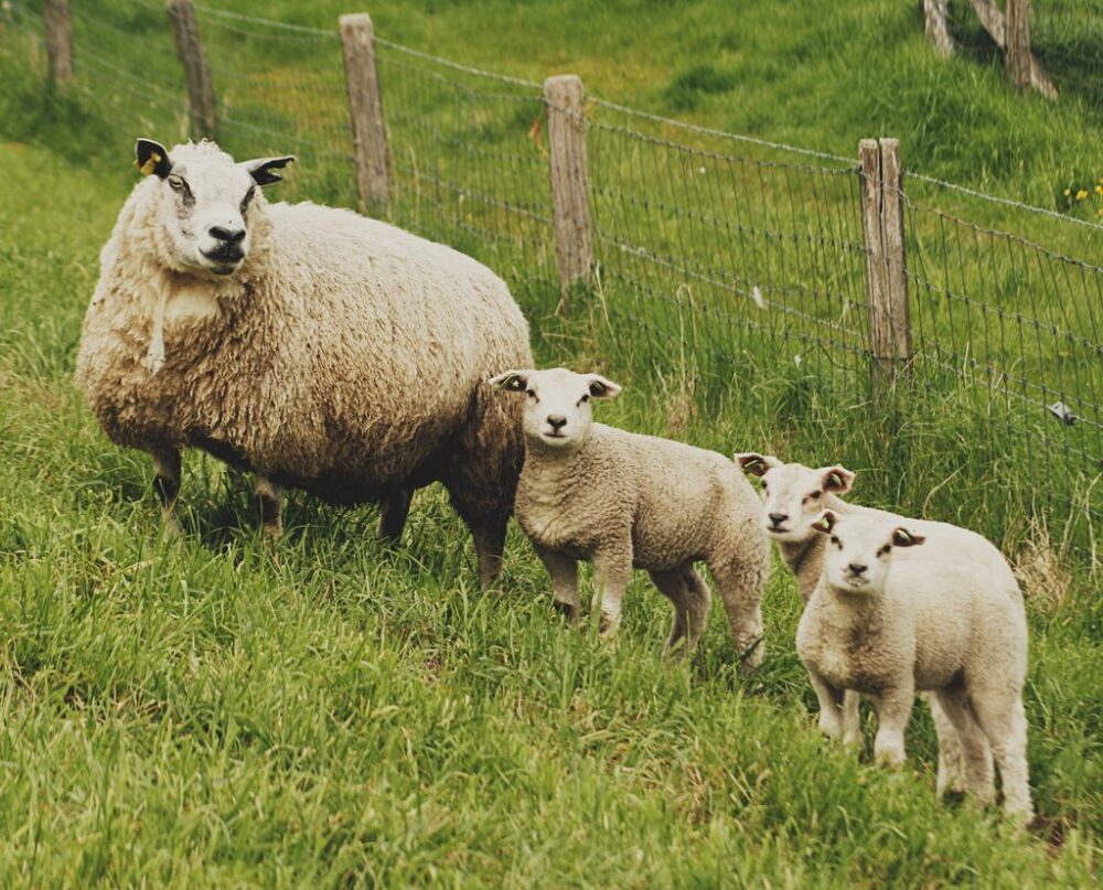 csal&aacute;di fot&oacute;k az &aacute;llatvil&aacute;gb&oacute;l