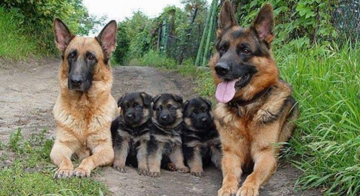 Meghat&oacute; csal&aacute;di pillanatok az &aacute;llatvil&aacute;gb&oacute;l