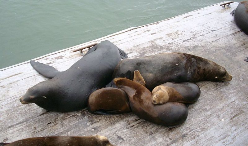 csal&aacute;di fot&oacute;k az &aacute;llatvil&aacute;gb&oacute;l