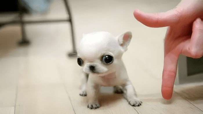 cuki kutyak aki ellopja a szivunket12.jpg