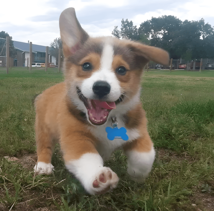 cuki kutyak aki ellopja a szivunket13.jpg