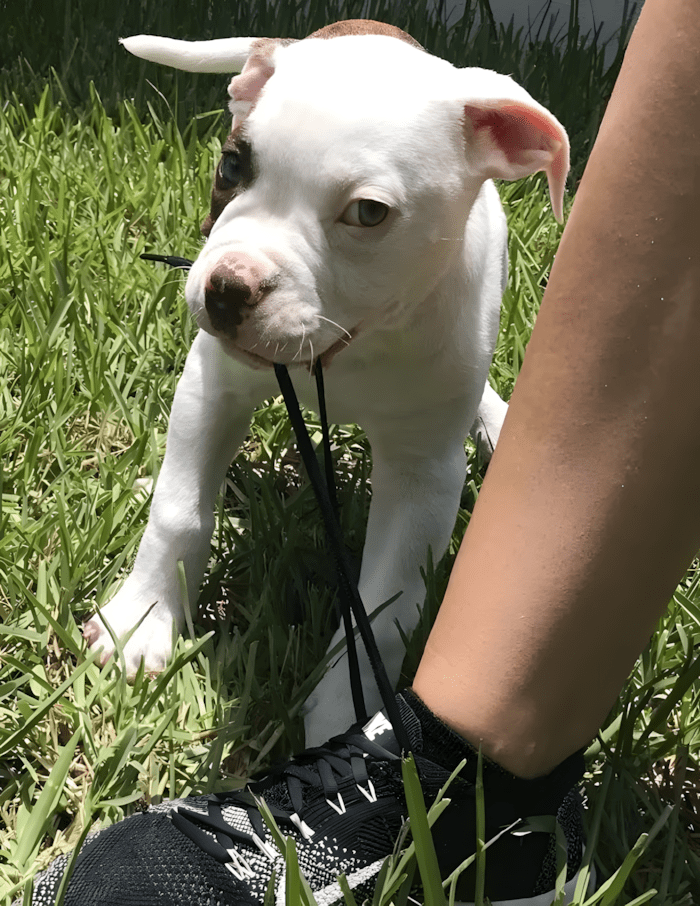 cuki kutyak aki ellopja a szivunket14.jpg