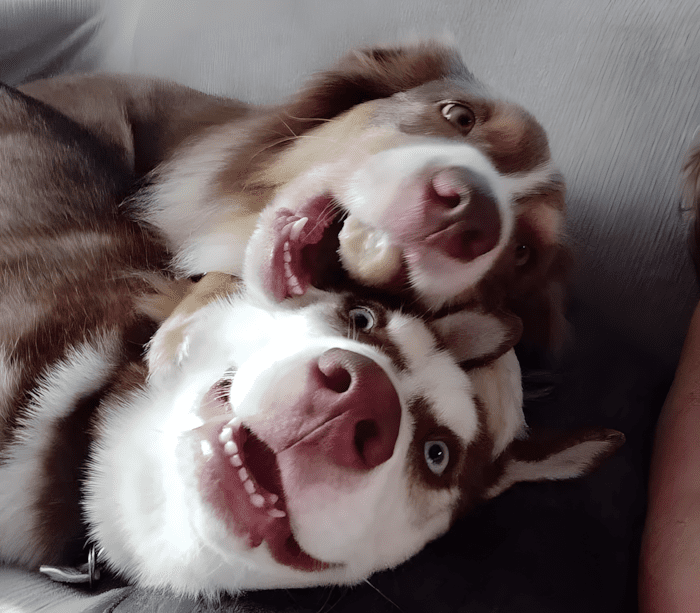 cuki kutyak aki ellopja a szivunket15.jpg