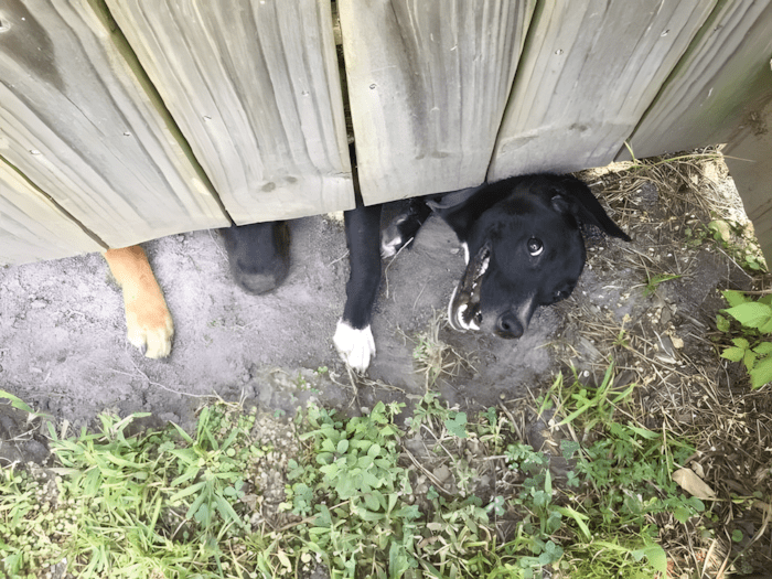 cuki kutyak aki ellopja a szivunket16.jpg